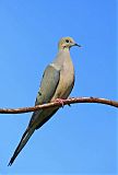 Mourning Dove